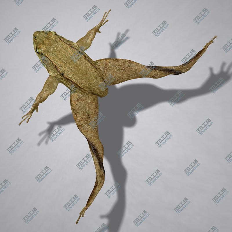 images/goods_img/2021040231/Green Frog (RIGGED)/2.jpg